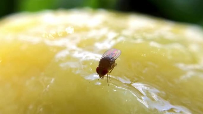 昆虫在开花的果实上吮吸花蜜。