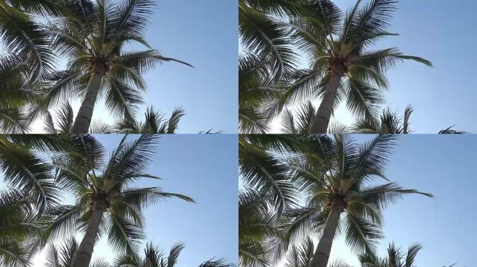天空上的棕榈树