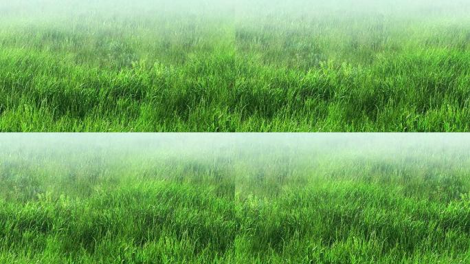 无尽的绿草全景
