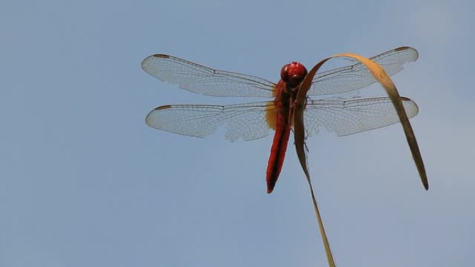 红蜻蜓皮具特写摇荡虫类