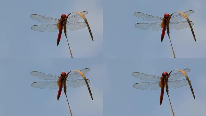 红蜻蜓皮具特写摇荡虫类