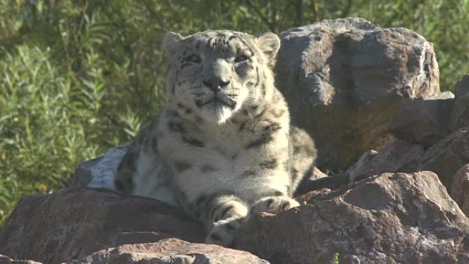雪豹坐在岩石上盯着镜头