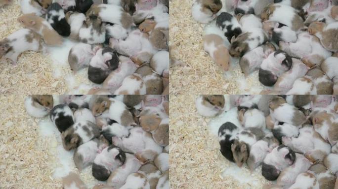 在泰国的一家宠物店里，许多年轻的仓鼠老鼠白棕色和黑色一起睡觉。