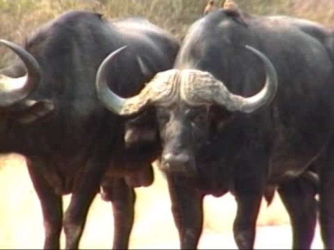 非洲水牛和啄牛鸟非洲水牛大自然非洲动物
