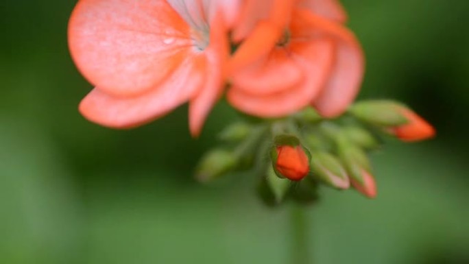 高清: 橙色天竺葵花特写