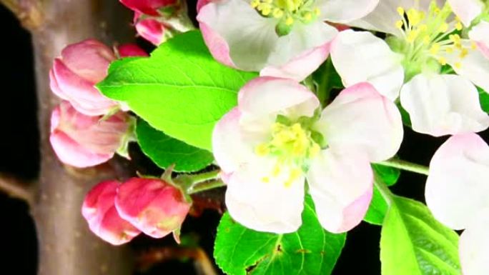 苹果树鲜花盛开高清