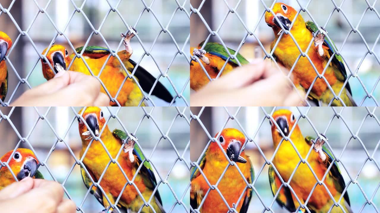 笼中可爱的鹦鹉笼中可爱的鹦鹉动物园