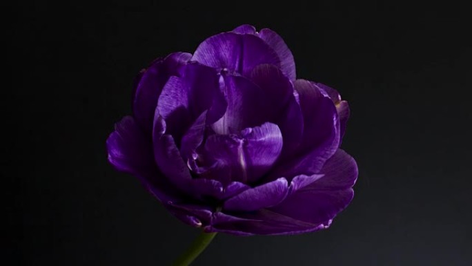 紫色天然花