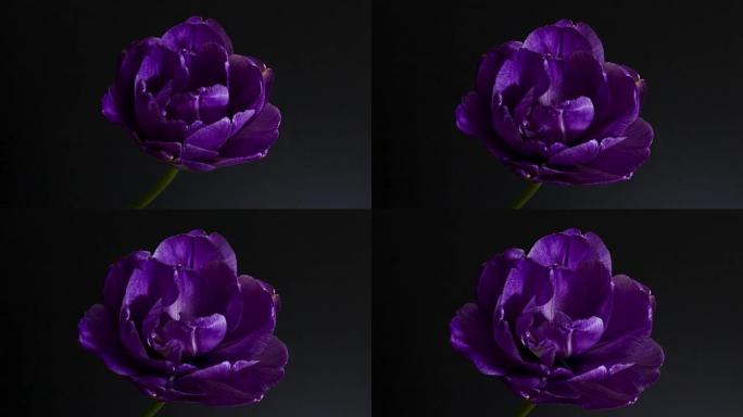 紫色天然花