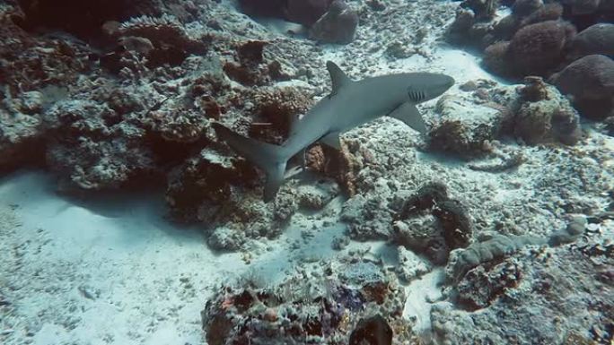 白鳍礁鲨游动海水珊瑚礁