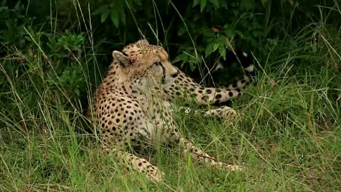 猎豹野生动物草原繁衍栖息种群姿势