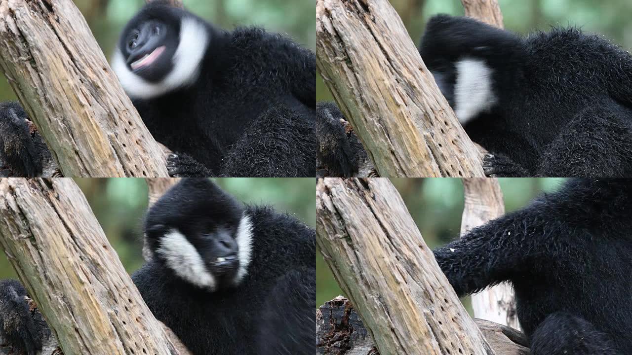 4K: 白色颊长臂猿或长臂猿