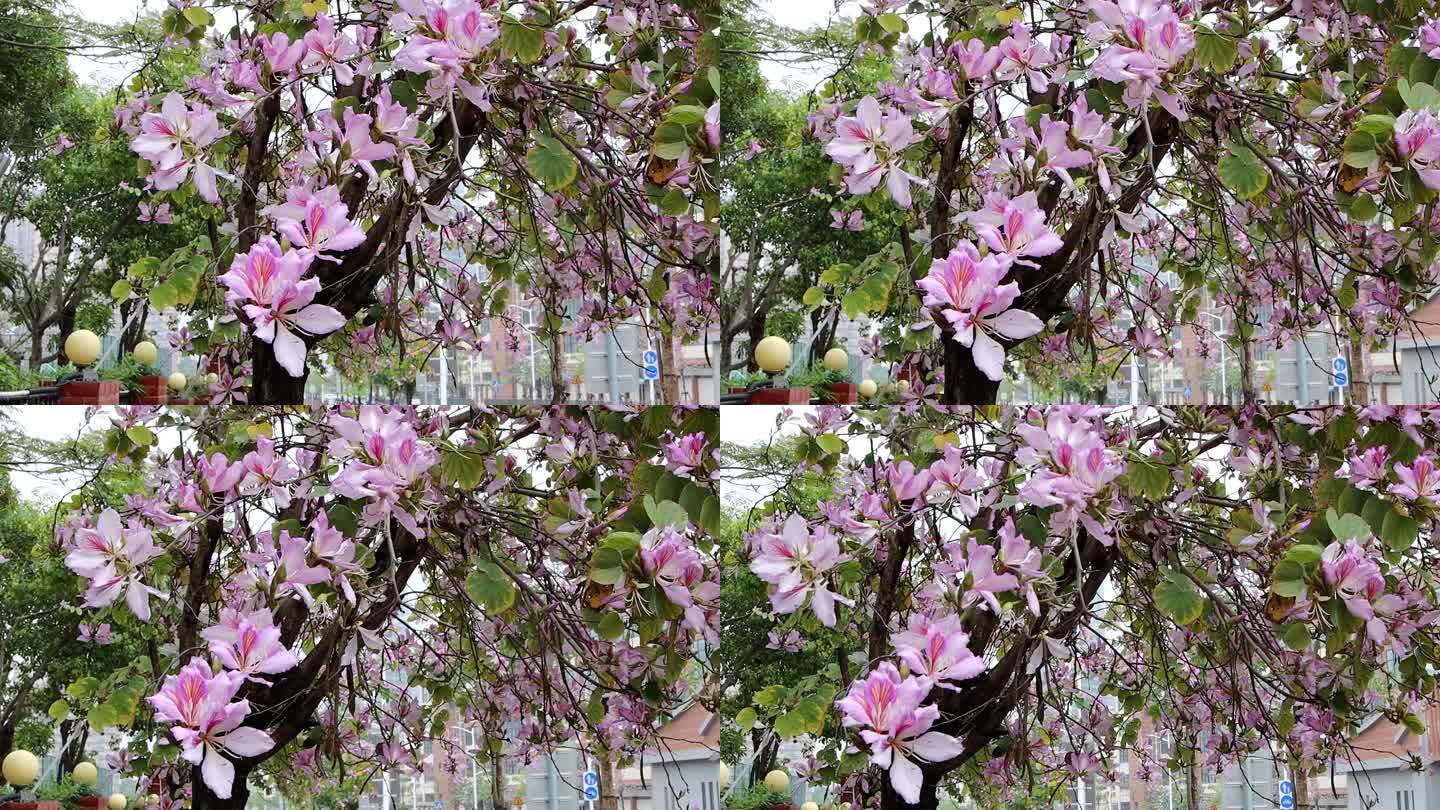 春天街头一树盛开的洋紫荆4K