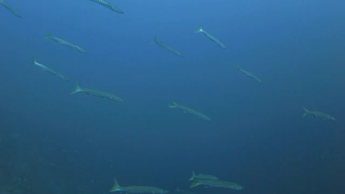 黄鳍梭鱼在海面下上学