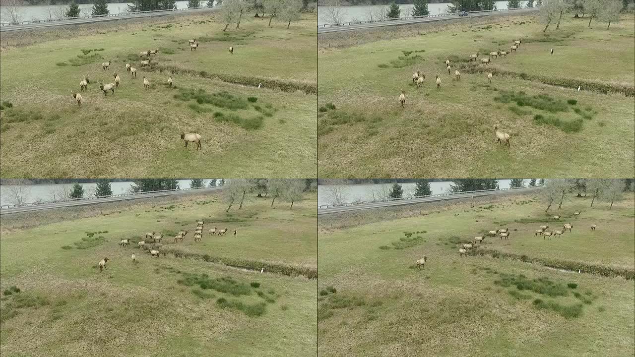 草地上的麋鹿群，前景是公牛。飞越麋鹿群。