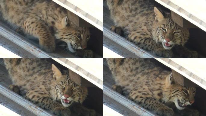 Bobcat on a Hot Tin Roof