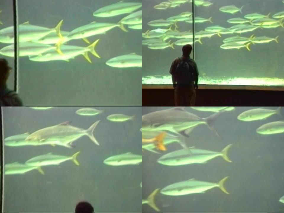 水族馆里的黄鳍金枪鱼群