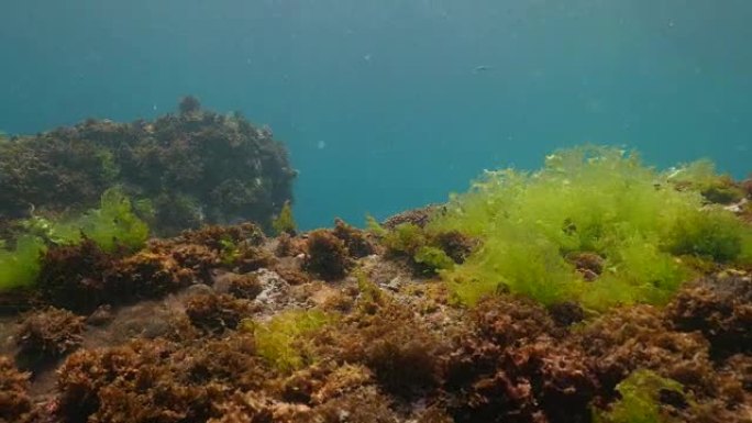 台湾海底雀鲷 (4K)