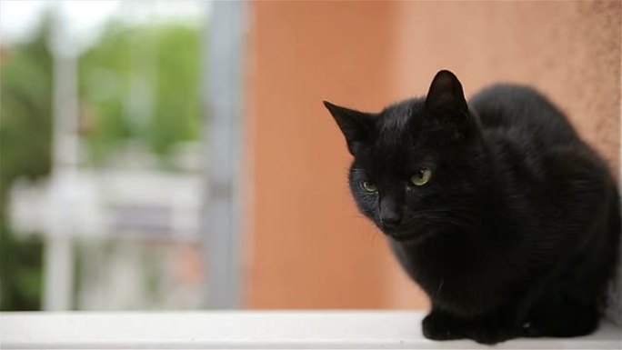 黑猫偷拍猫爱抚猫咪用手摸猫