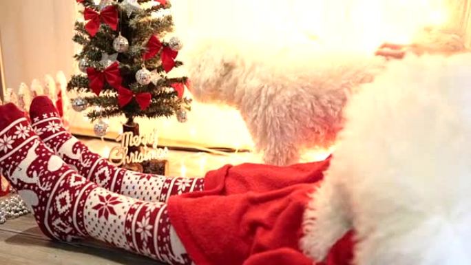 可爱的白狗在圣诞毯上玩耍