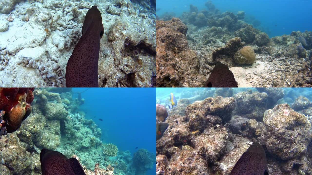马尔代夫与一条巨型海鳗一起浮潜