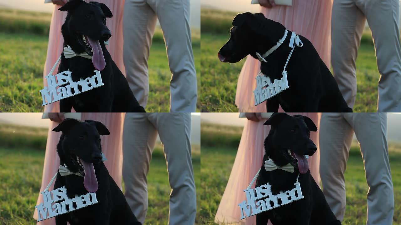 刚结婚的有木板的狗。视频