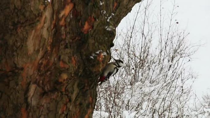 斑点啄木鸟野生动物保护生物生态飞翔飞鸟