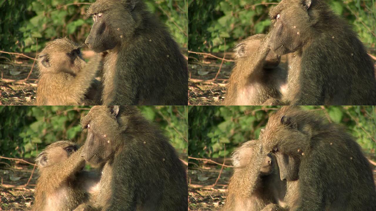 狒狒猴叫声动物猴子母爱