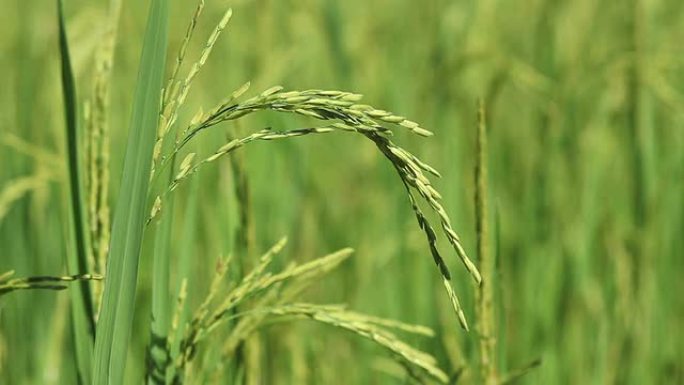 水稻植株特写三农业农田园耕地种植大米水稻