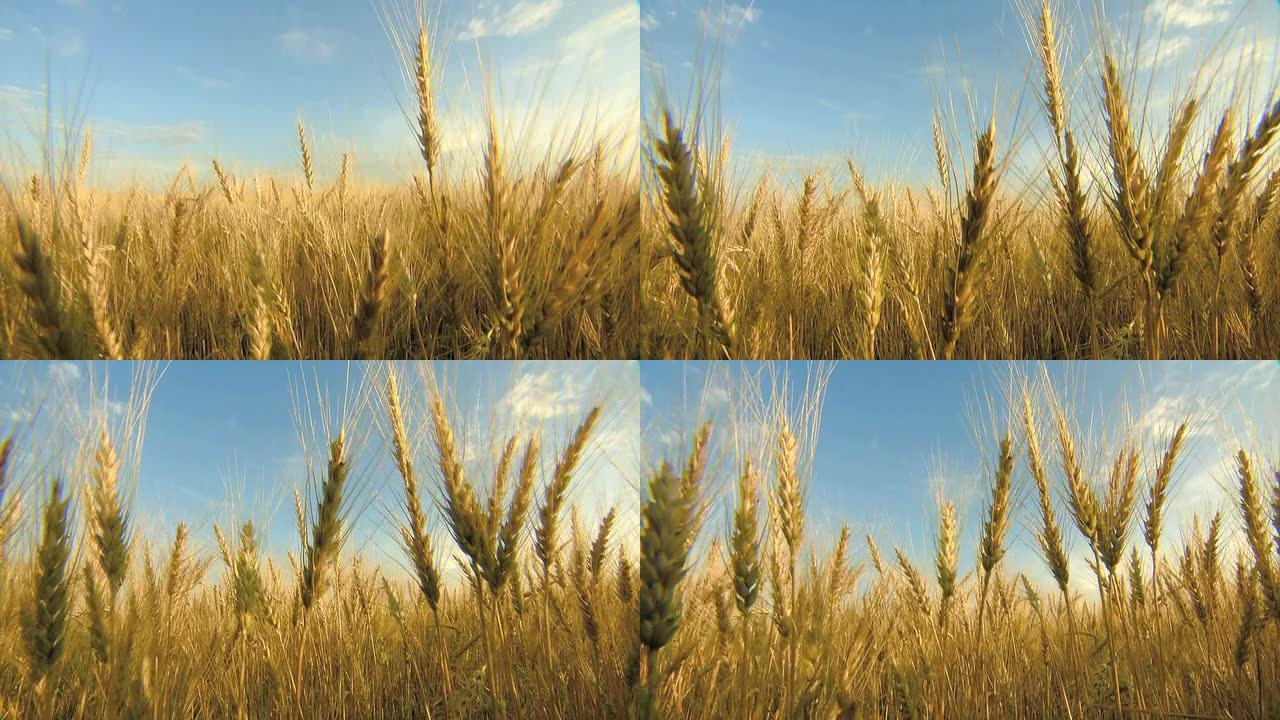 蓝天下的麦田金黄的麦穗丰收小麦成熟