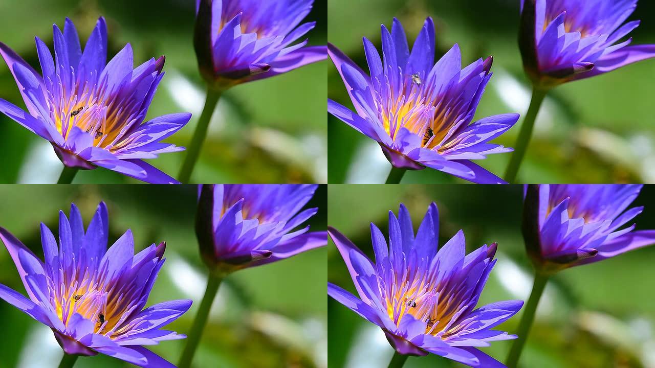 紫莲