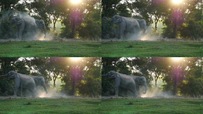 泰国素林的亚洲象象鼻长鼻子往身上撒土