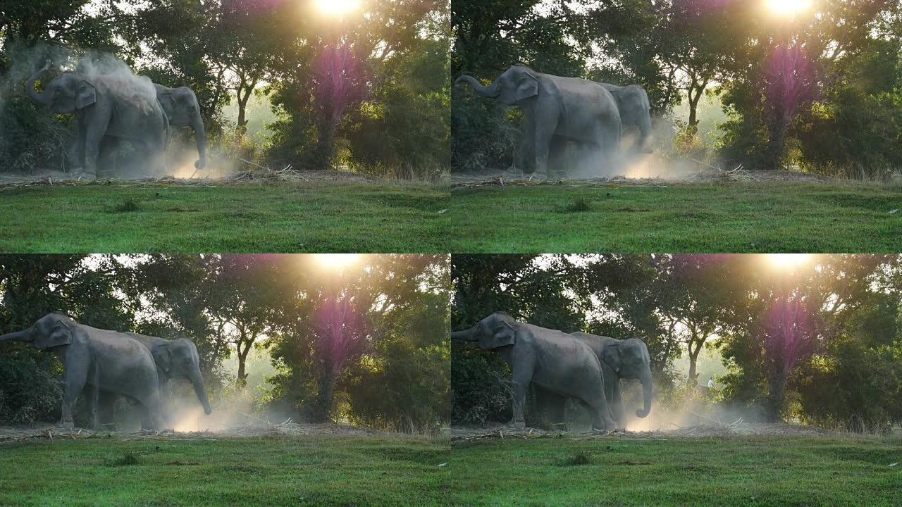 泰国素林的亚洲象象鼻长鼻子往身上撒土