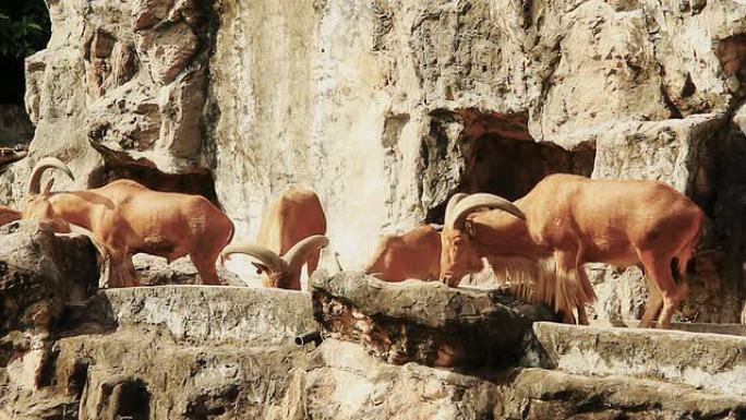 野生动物保护区巴巴里羊