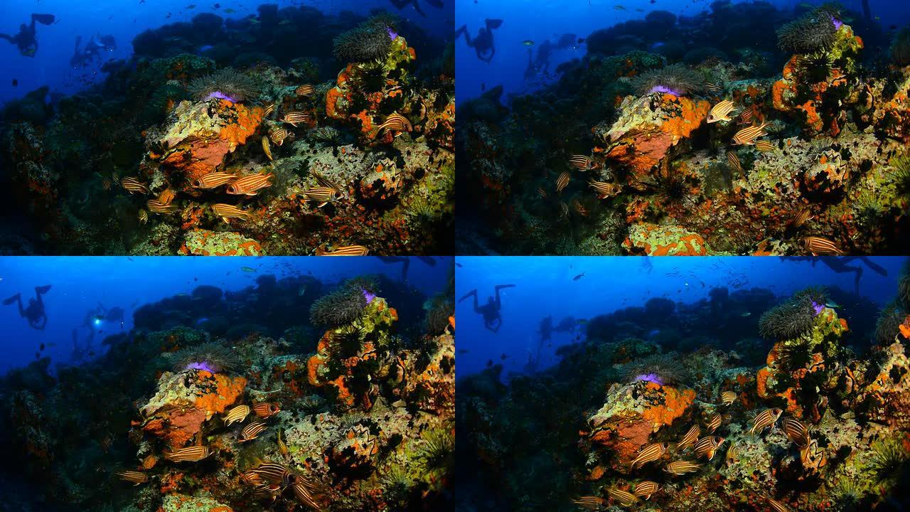 泰国礁石中的松鼠鱼