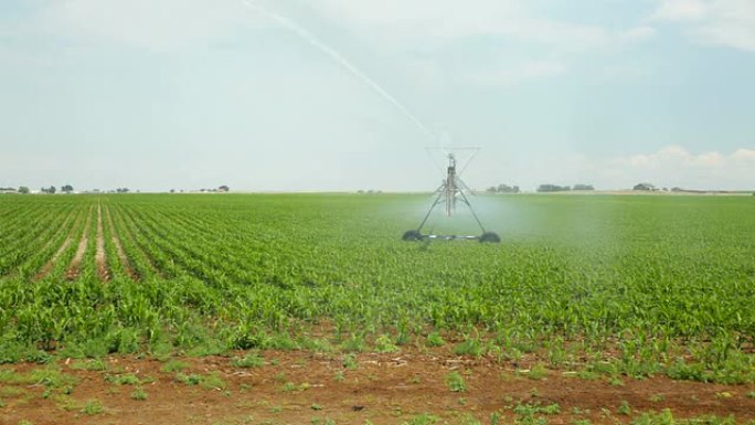 高清视频洒水器为科罗拉多州摩根堡玉米作物浇水