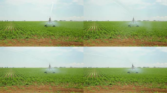 高清视频洒水器为科罗拉多州摩根堡玉米作物浇水