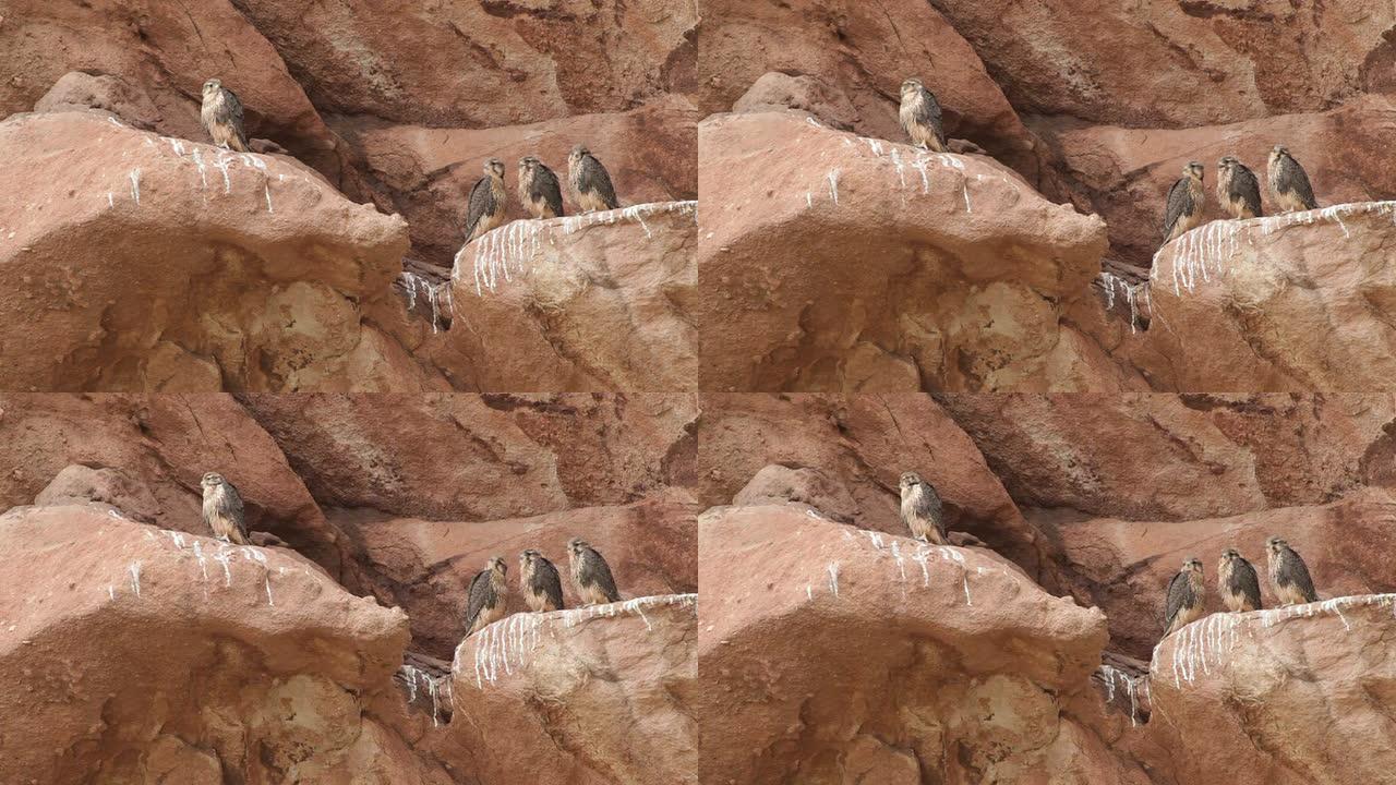 高清视频筑巢草原猎鹰小鸡科罗拉多州红石公园