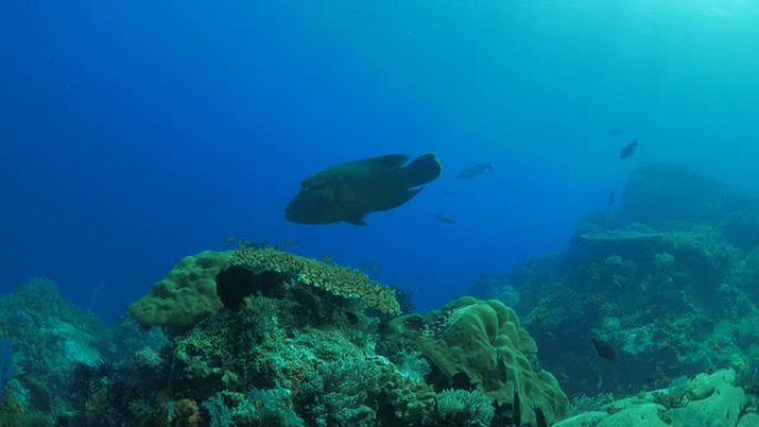 驼头濑鱼 (拿破仑鱼)，trevally jack，在印度洋珊瑚游泳