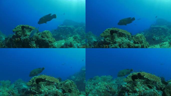 驼头濑鱼 (拿破仑鱼)，trevally jack，在印度洋珊瑚游泳