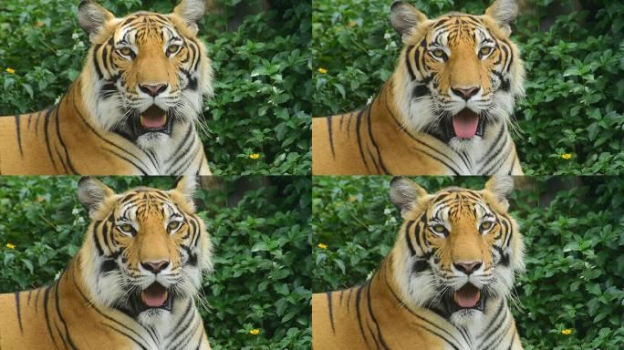 老虎视频素材捕食繁殖野生动物园