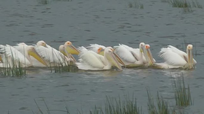 鹈鹕鹈鹕野生动物保护生物生态