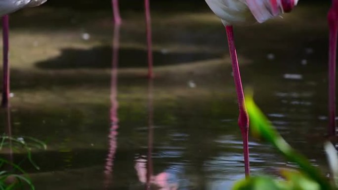 火烈鸟冲出水面自然风景野生动物动物园