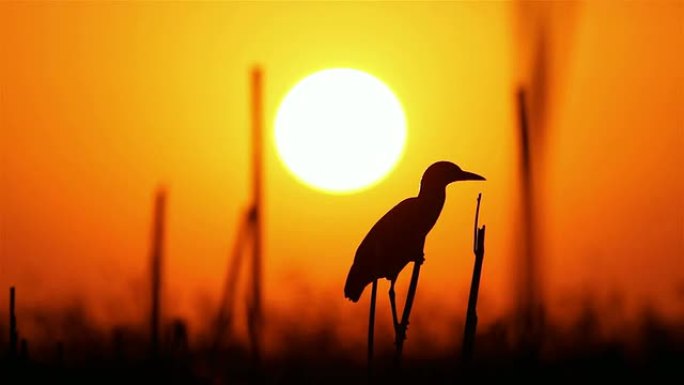 日出时的苍鹭野生动物保护生物飞翔飞鸟