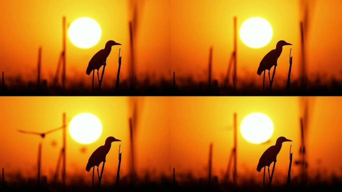 日出时的苍鹭野生动物保护生物飞翔飞鸟