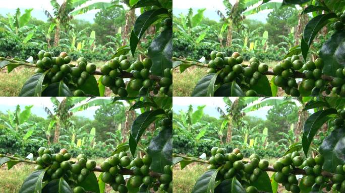 特写绿色咖啡樱桃背景香蕉植物