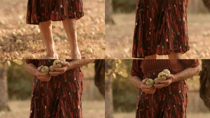 真人-高级女人收集倒下的苹果。农村场景，手工采摘，