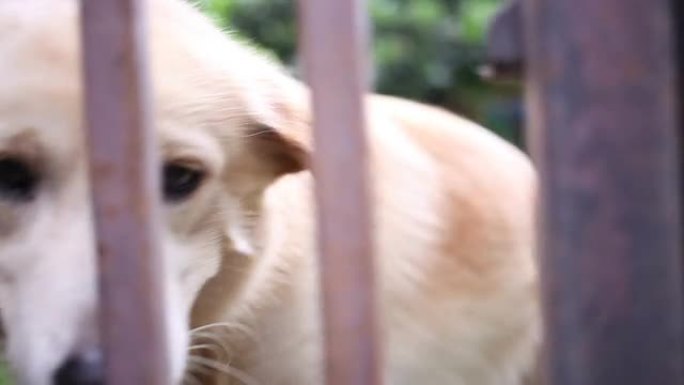 Dog behind cage