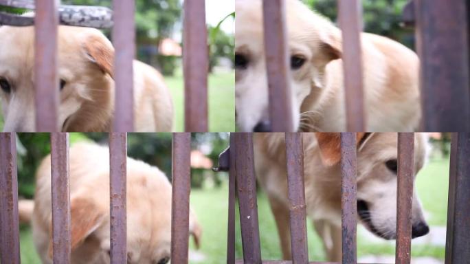 Dog behind cage