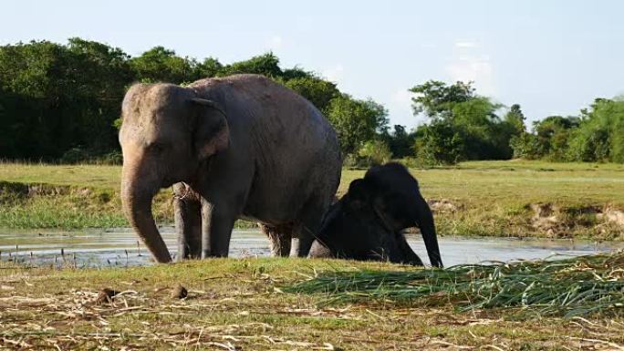 泰国素林的亚洲象泰国素林的亚洲象野生大象